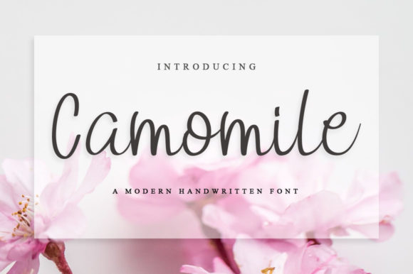 Camomile: A Flowing Handwritten Font for Elegant Editorial Design